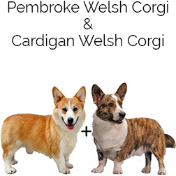 Pemcardigan Corgi Dog